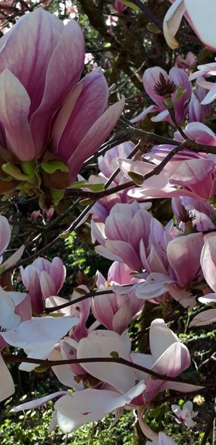 Residenza Buggiano Antica B&B - Charme Apartment In Tuscany ボルゴ・ア・ブッジャーノ エクステリア 写真